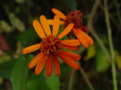 Pseudogynoxys chenopodioides