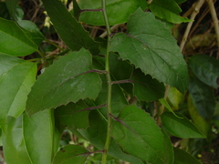 Pseudogynoxys chenopodioides