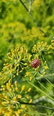 Graphosoma italicum italicum