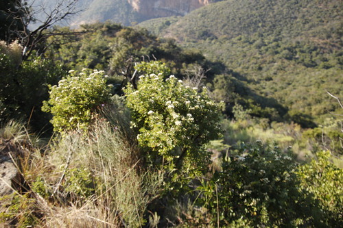 Image of Threes Bittertea (Gymnanthemum triflorum) by (c) Tony Rebelo, some rights reserved (CC BY-SA)