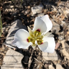 Calochortus nuttallii