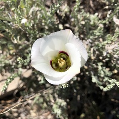 Calochortus nuttallii