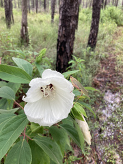 Hibiscus lasiocarpos