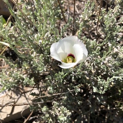 Calochortus nuttallii