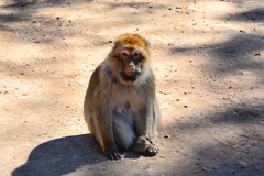 Macaca sylvanus