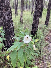 Hibiscus lasiocarpos