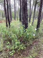 Hibiscus lasiocarpos