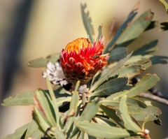 Protea laetans