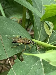 Xylomya terminalis