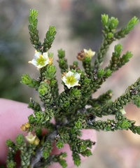 Diosma apetala