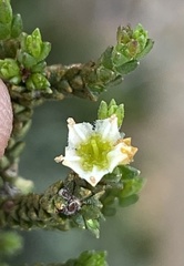 Diosma apetala