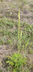 Agrimonia eupatoria