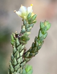 Diosma apetala