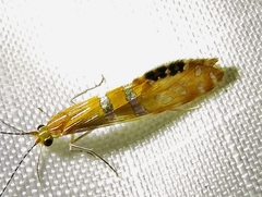 Nectopsyche ortizi