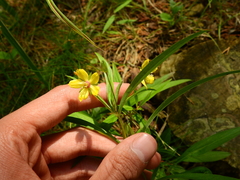 Lysimachia lanceolata