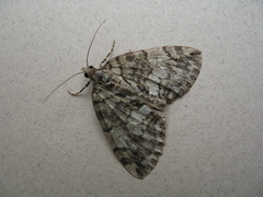 Hydriomena renunciata