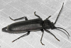 Arhopalus rusticus