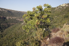 Cussonia natalensis