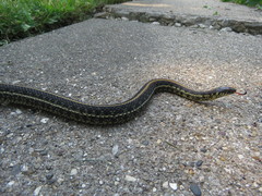 Thamnophis radix