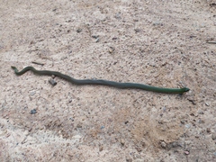 Erythrolamprus oligolepis