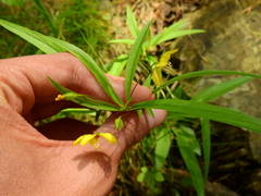Lysimachia lanceolata