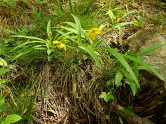 Lysimachia lanceolata