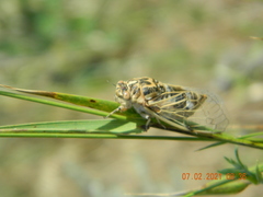 Cicadatra platyptera