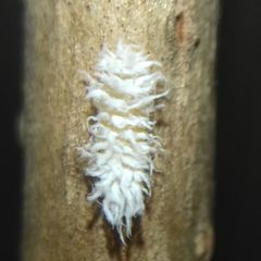 Cryptolaemus