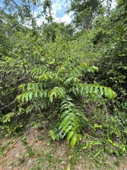 Phyllanthus juglandifolius