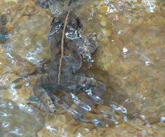 Limnonectes malesianus
