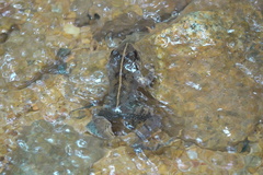 Limnonectes malesianus