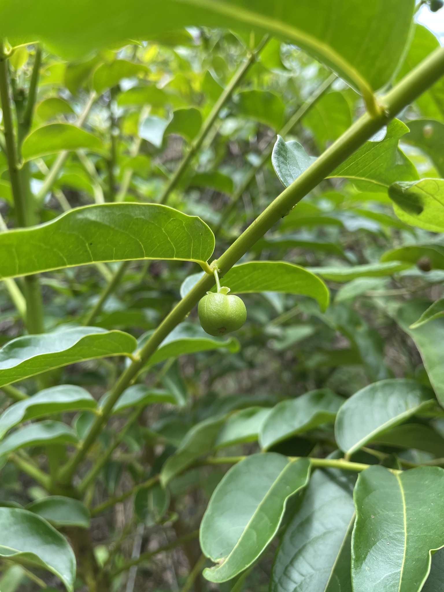 Phyllanthus juglandifolius