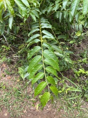 Phyllanthus juglandifolius