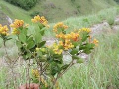 Anthopteropsis insignis