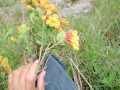 Anthopteropsis insignis