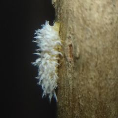 Cryptolaemus