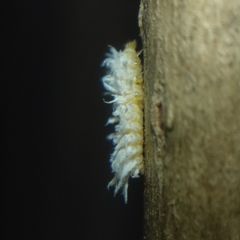 Cryptolaemus