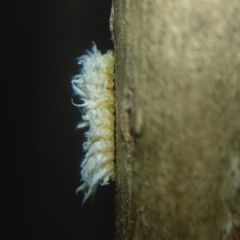 Cryptolaemus