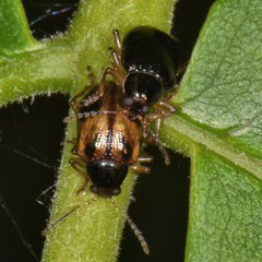 Paria quadrinotata