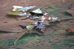 Anax guttatus