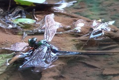Anax guttatus