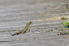 Timon lepidus ibericus