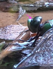 Anax guttatus