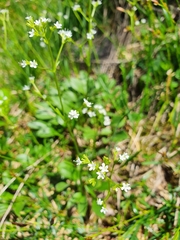 Valeriana saxatilis