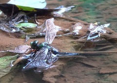 Anax guttatus