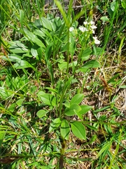Valeriana saxatilis