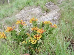 Anthopteropsis insignis