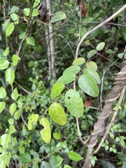 Heteropterys purpurea