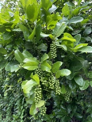 Coccoloba diversifolia