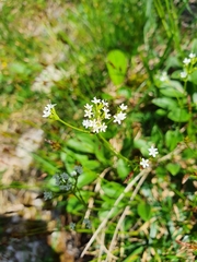 Valeriana saxatilis